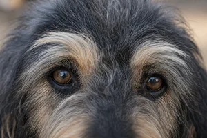 Otterhound — eyes