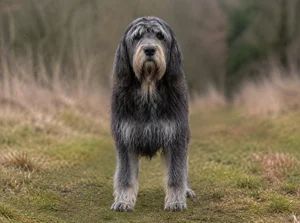 Otterhound — front