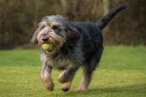 Otterhound — playing