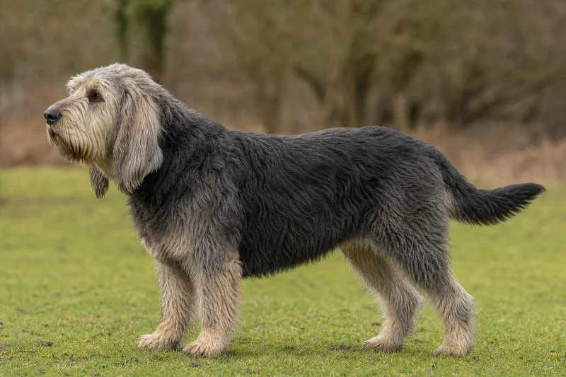 Otterhound — side