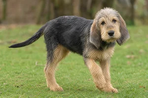 Otterhound — puppy (~4 mo)