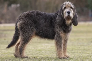 Otterhound — senior