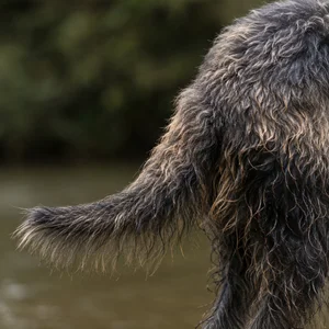 Otterhound — tail