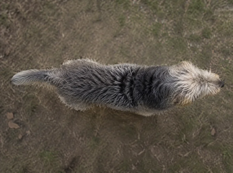 Otterhound — top