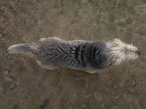 Otterhound — top
