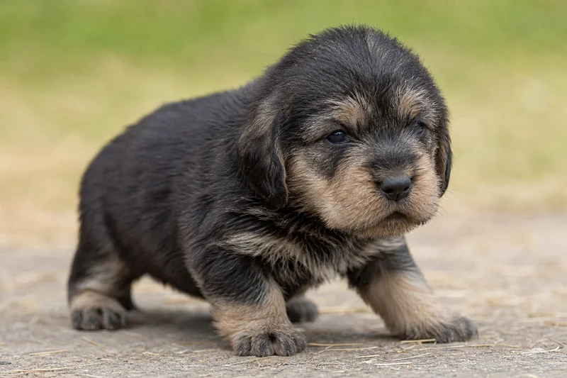Otterhound — young puppy (~1 mo)
