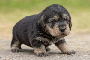 Otterhound — young puppy (~1 mo)
