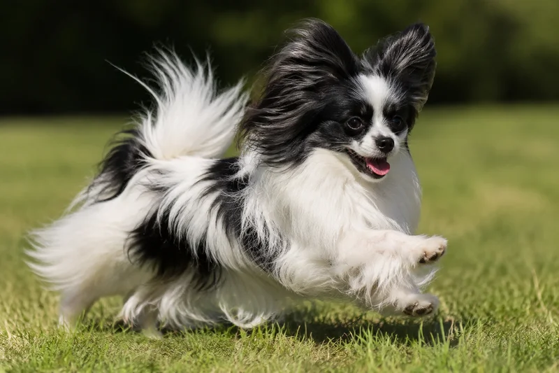 Papillon — running