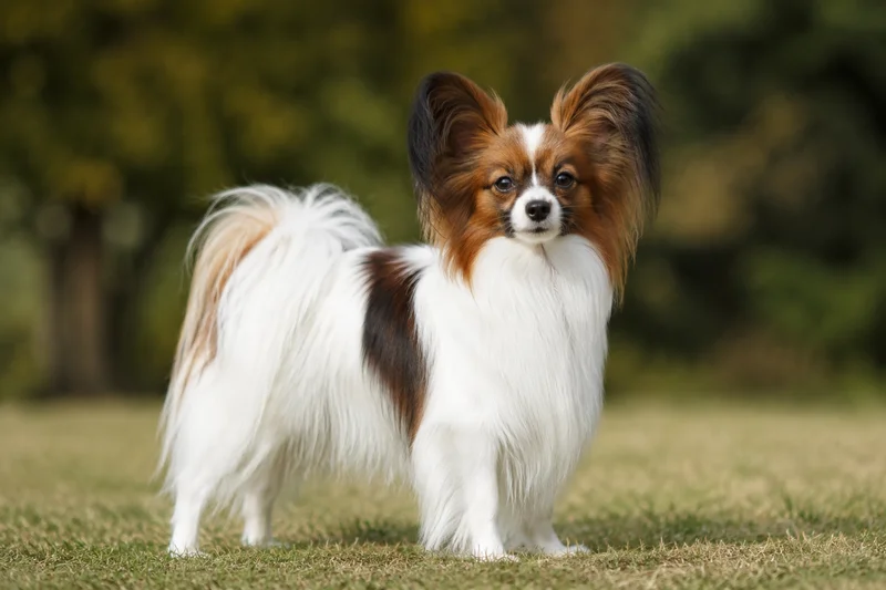 Papillon — adult