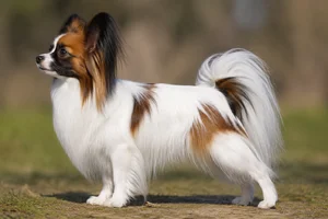 Papillon — White with patches of any other color coat