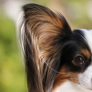 Papillon — ears