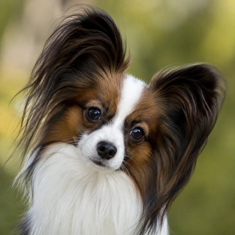 Papillon — alert