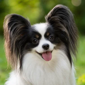 Papillon — happy