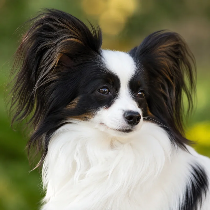Papillon — relaxed