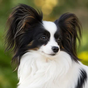 Papillon — relaxed