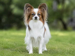 Papillon — front