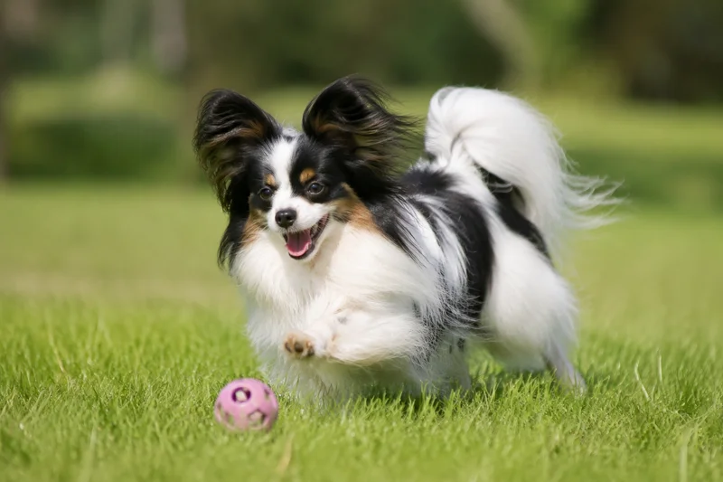 Papillon — playing