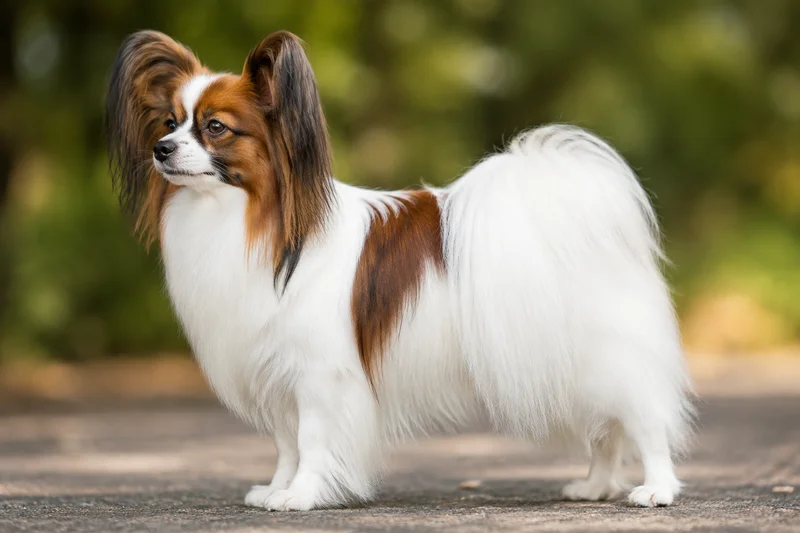 Papillon — side