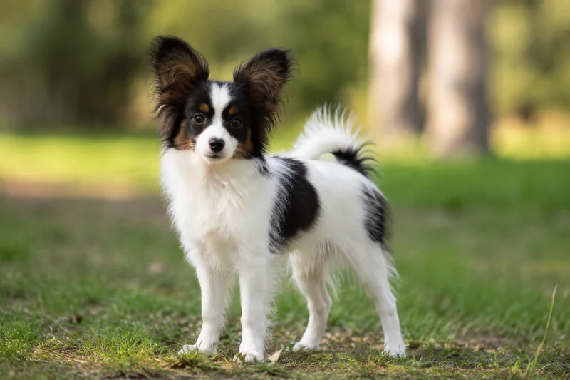 Papillon — puppy (~4 mo)