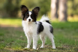 Papillon — puppy (~4 mo)