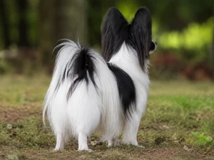 Papillon — rear