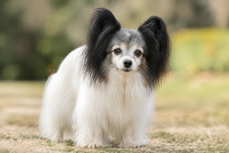 Papillon — senior