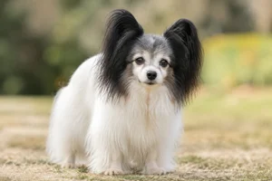 Papillon — senior
