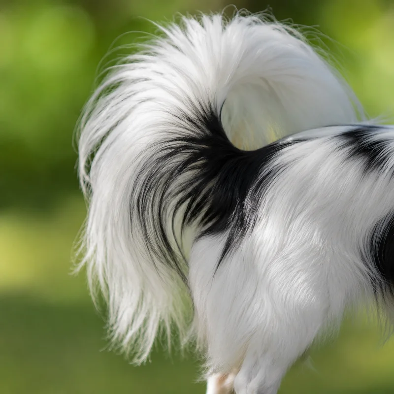Papillon — tail
