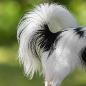 Papillon — tail