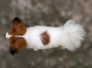 Papillon — top
