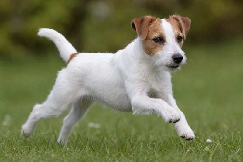 Parson Russell Terrier — running