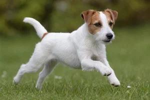 Parson Russell Terrier — running