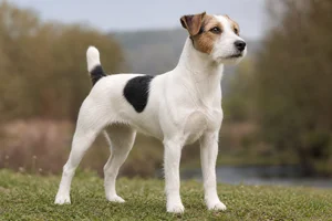 Parson Russell Terrier — adult