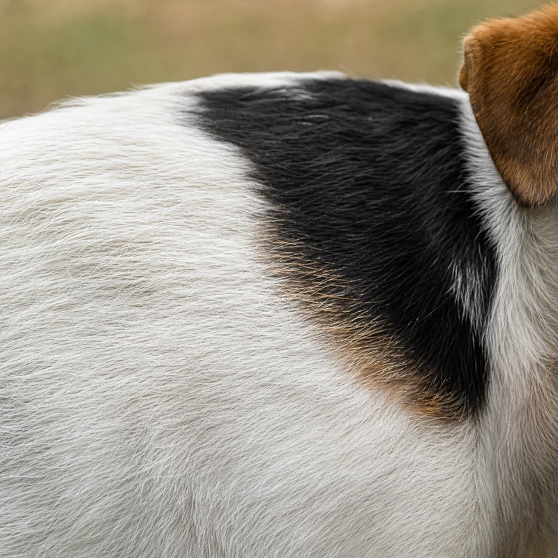 Parson Russell Terrier — coat texture