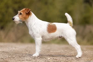 Parson Russell Terrier — not specified coat