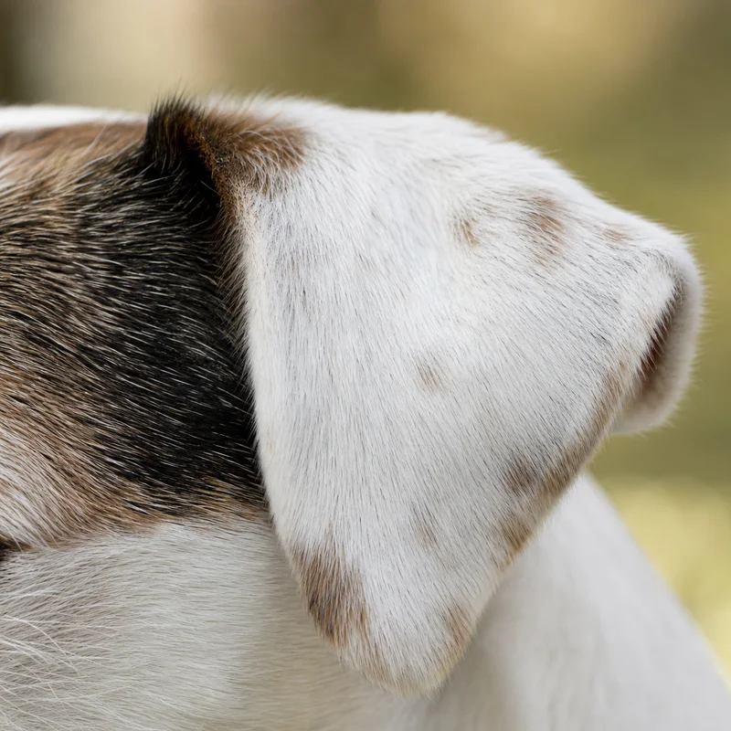Parson Russell Terrier — ears