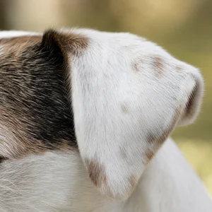Parson Russell Terrier — ears