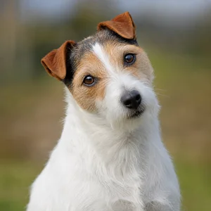 Parson Russell Terrier — alert