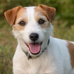 Parson Russell Terrier — happy