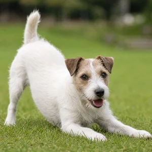 Parson Russell Terrier — playful