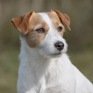 Parson Russell Terrier — relaxed