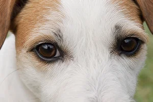 Parson Russell Terrier — eyes