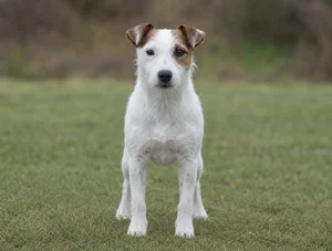 Parson Russell Terrier — front