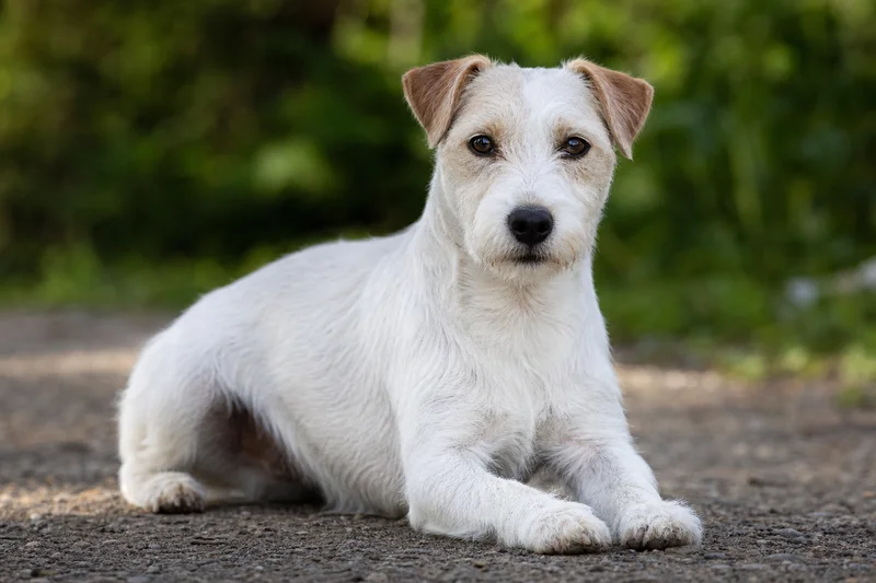 Parson Russell Terrier — lying down