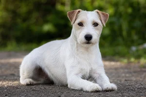 Parson Russell Terrier — lying down