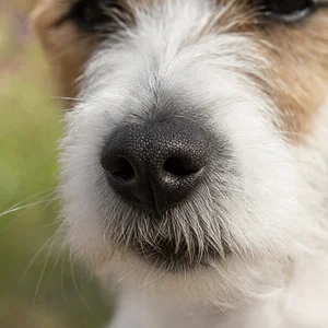 Parson Russell Terrier — nose
