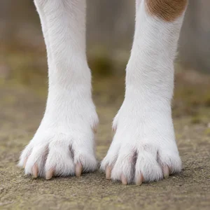 Parson Russell Terrier — paws