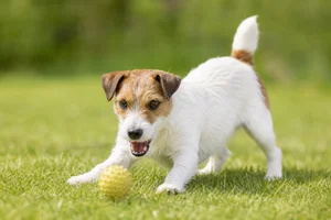 Parson Russell Terrier — playing