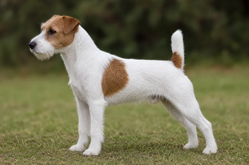 Parson Russell Terrier — side