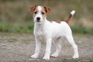 Parson Russell Terrier — puppy (~4 mo)